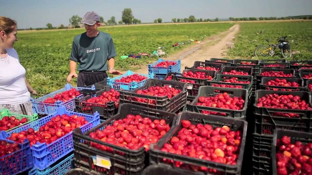 В Украине не хватает работников, все уехали в Польшу на заработки