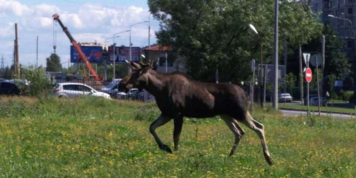 Причины появления диких зверей в городской среде Санкт-Петербурга