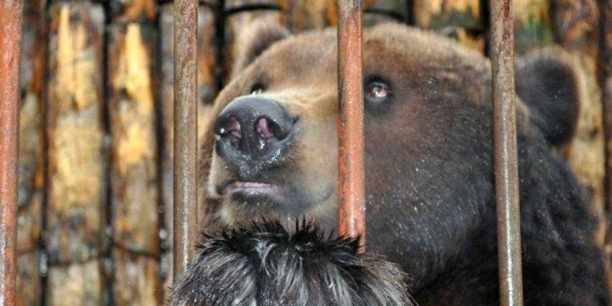 Смольный пилит бабло на костях животных