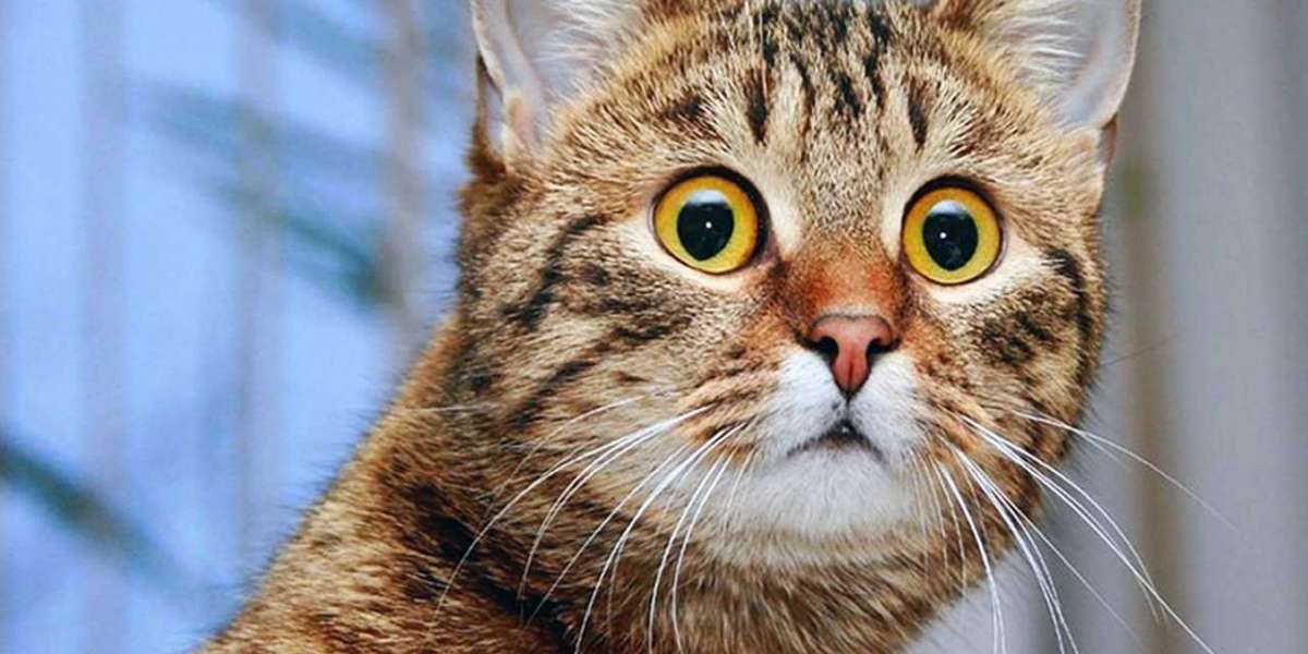 Лапы, уши и хвост — документы на получение корма
